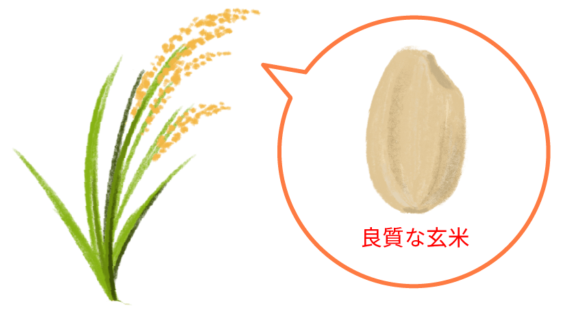 良質な玄米