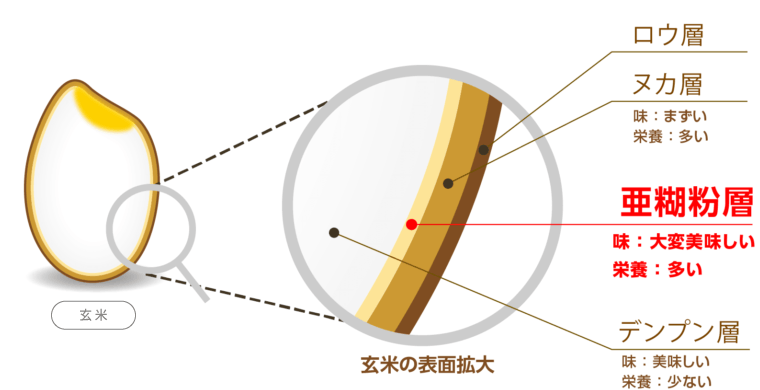栄養素と旨みの宝庫「亜糊粉層」