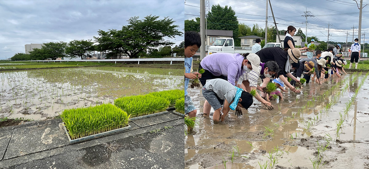 巡る米作りプロジェクト-2