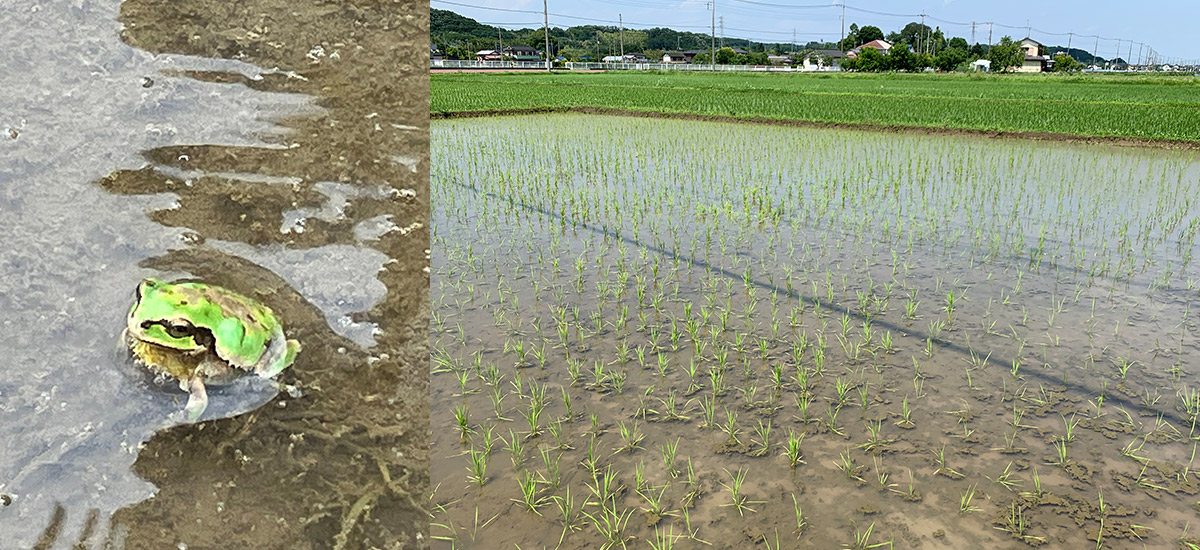 巡る米作りプロジェクト-3