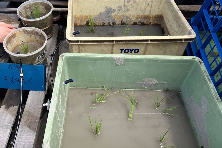 稲苗を植えたコンテナ