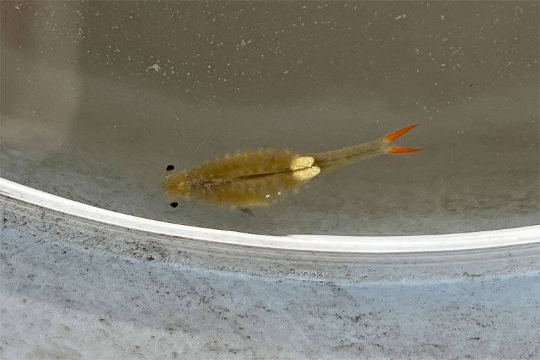 シーモンキー（ホウネンエビ）さん