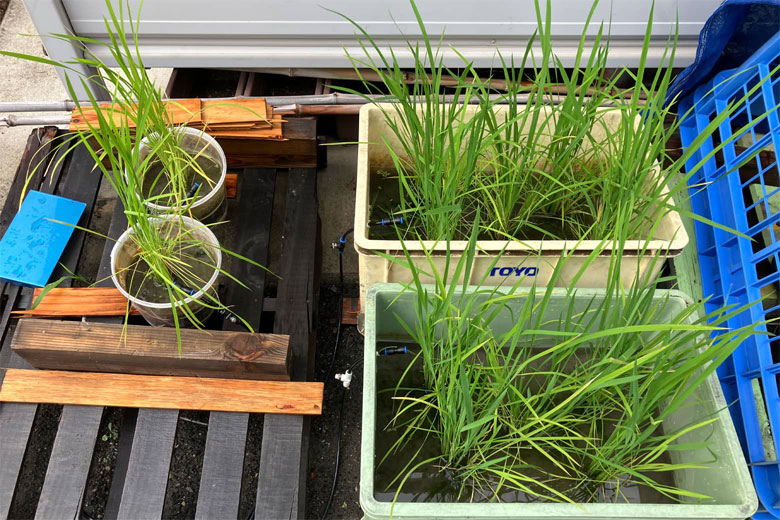 分けつが進んだ稲の株