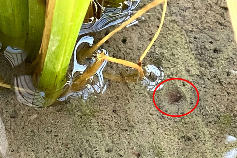 イトミミズさんの穴