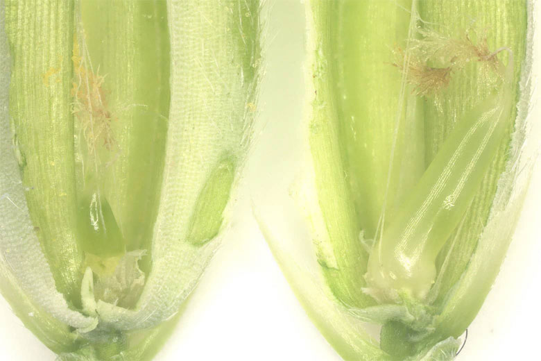 開花した後の籾