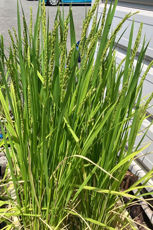 重みで穂が垂れ始めた稲