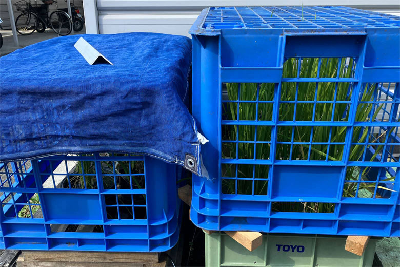 カゴとネットをかぶせた稲