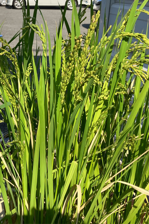 穂がだいぶ垂れてきた稲