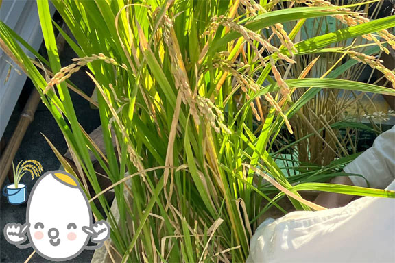 バケツの中の小ちいさな田んぼ 〜稲が教おしえてくれたこと〜