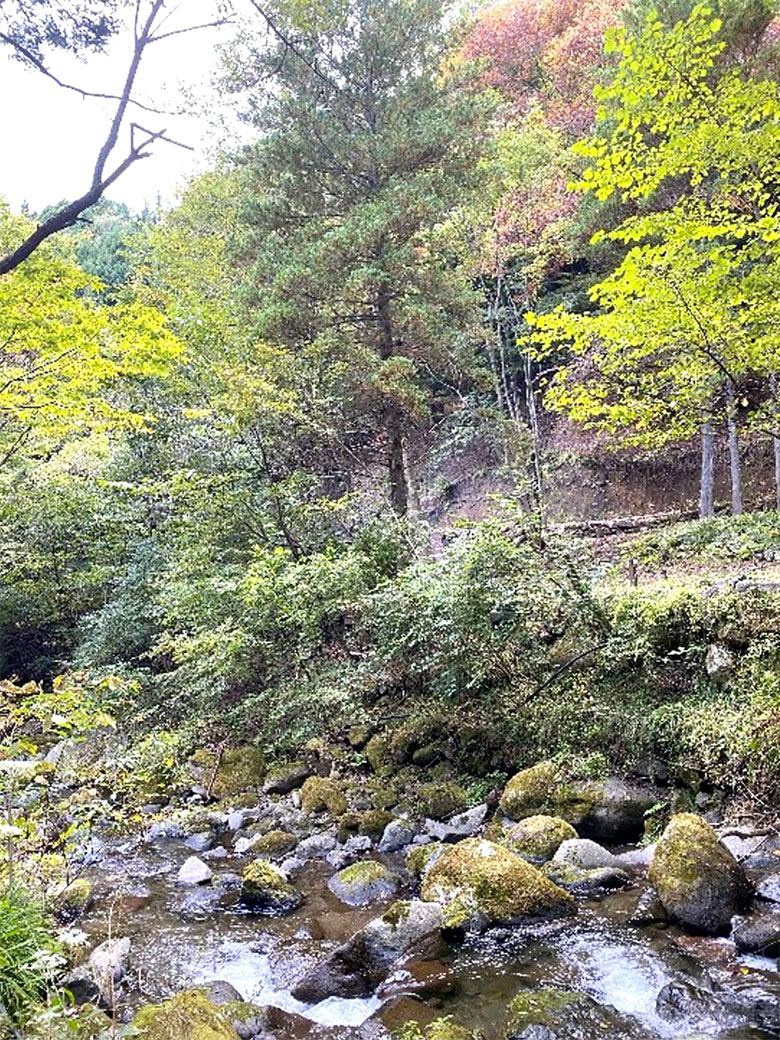 「山梨県道志村のキャンプ場」写真