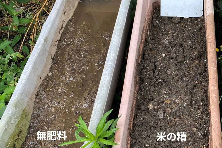 1日目(種まきした日)