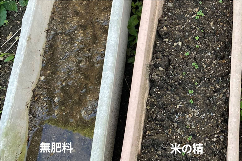4日目