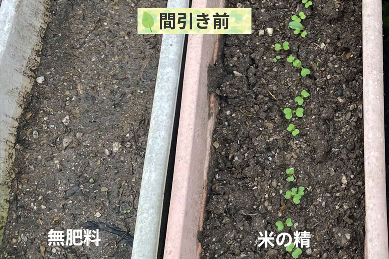 7日目