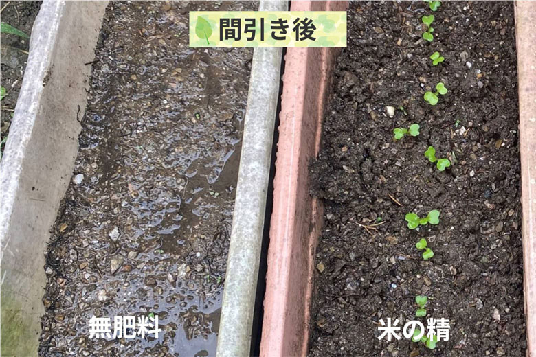 7日目(間引き後)