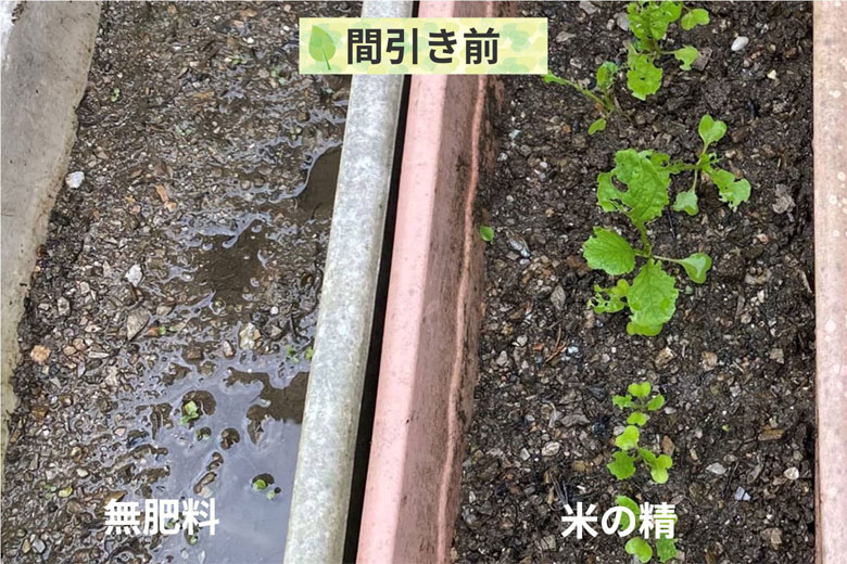 14日目
