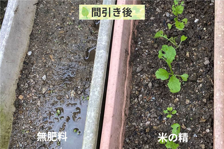 14日目(間引き後)