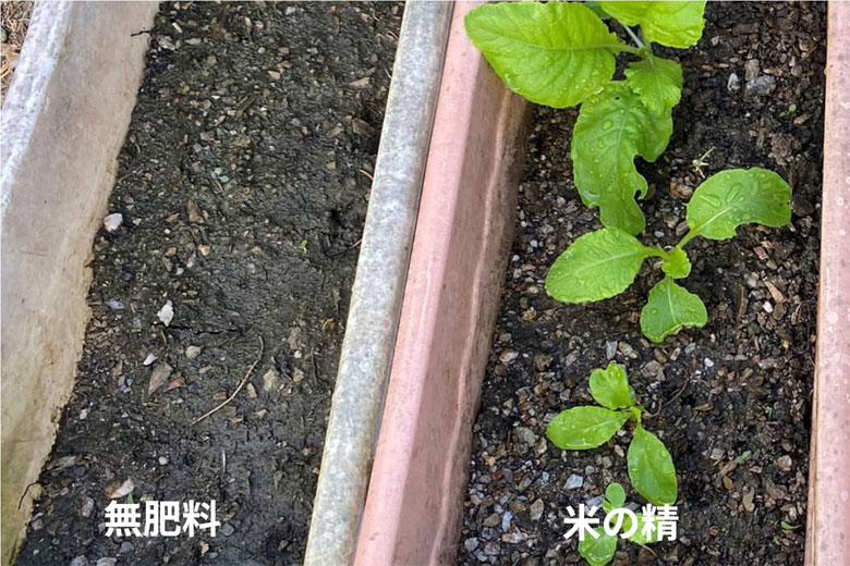 30日目