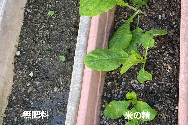 40日目