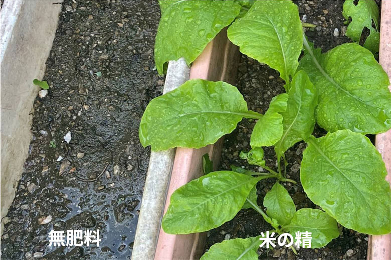 50日目
