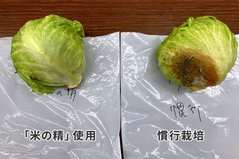 (収穫から10日後)【左】「米の精使用」レタス、【右】慣行栽培レタス