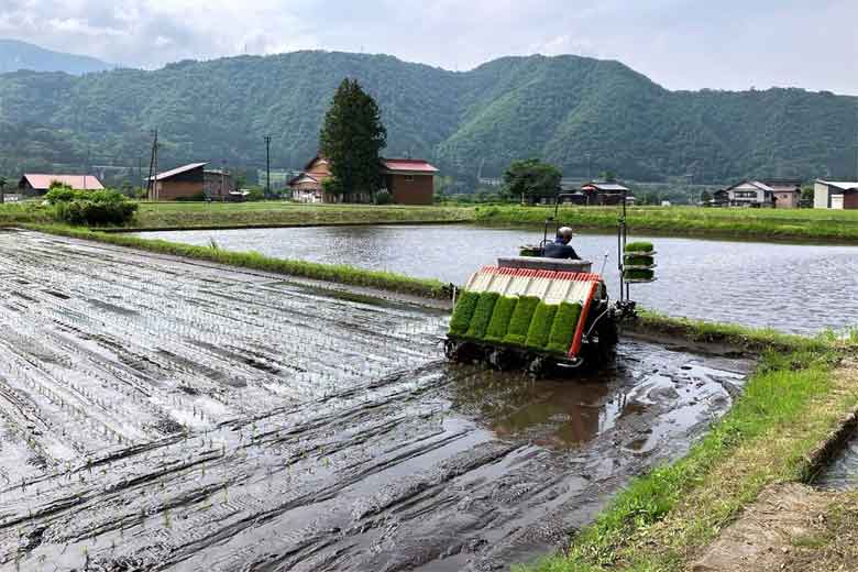 水が豊富で、土がきめ細かく滑らかな田んぼ