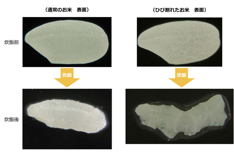 通常のお米とひび割れたお米の炊飯前後