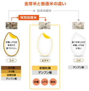 金芽米と普通米の違い